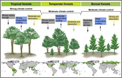 boreal vs tropical forest.